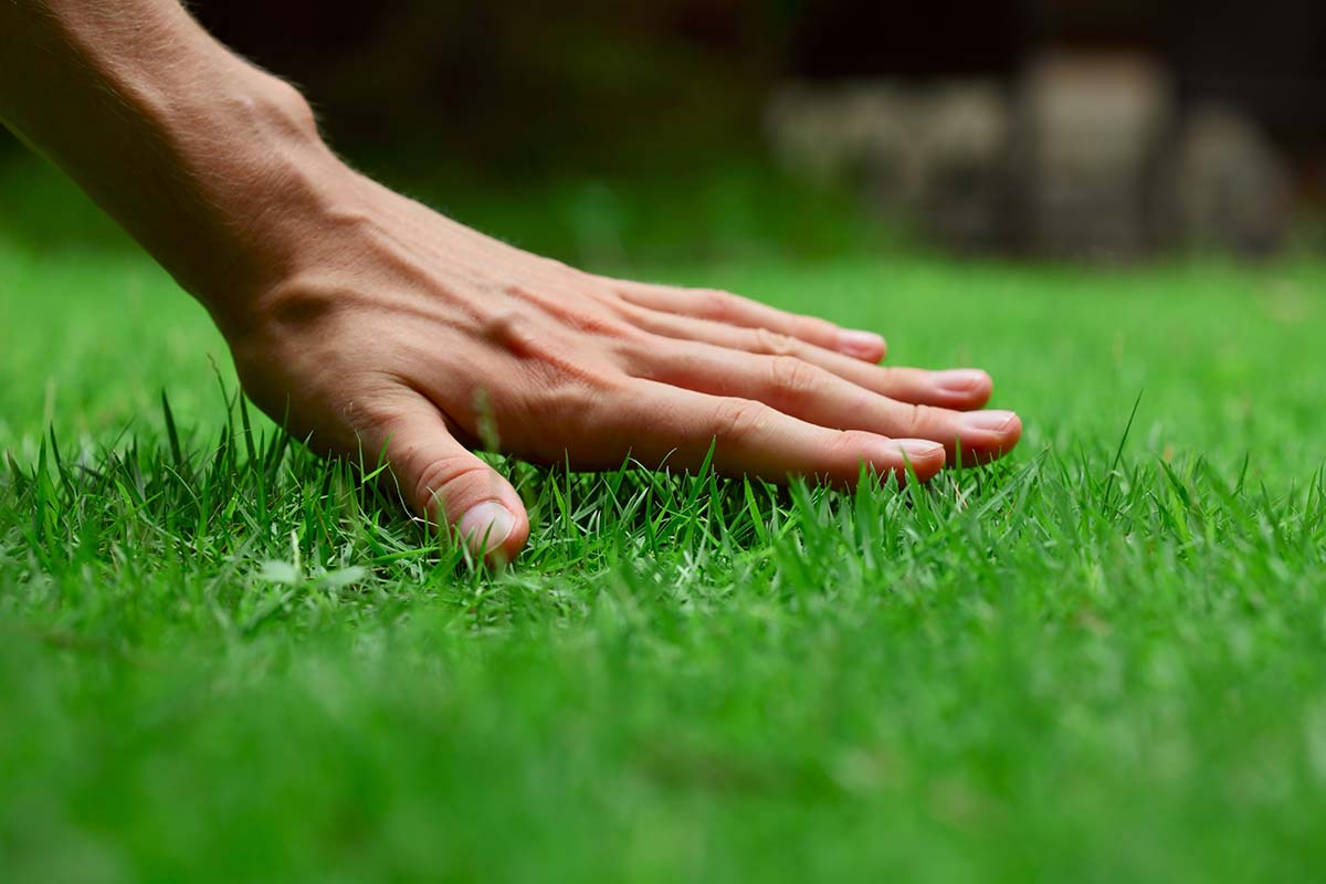 lawn care- healthy lawn - quinju.com